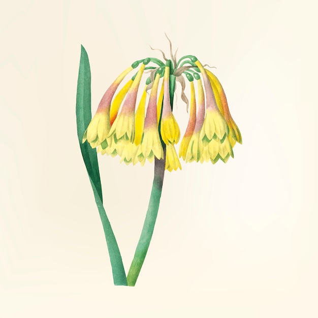 Free vector vintage flower illustration