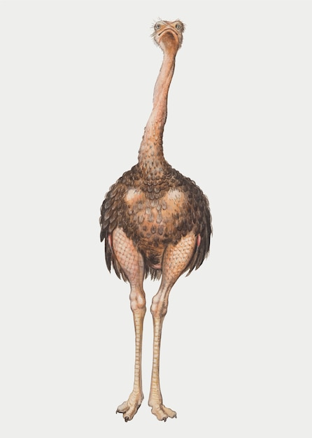 Винтажная иллюстрация вектора страуса полной длины