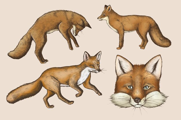 Vintage furry brown fox drawing collection vector