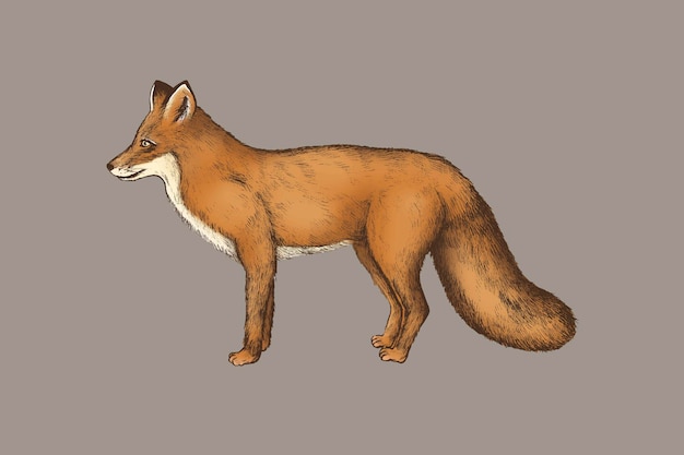 Free vector vintage furry brown fox