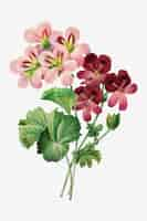 Free vector vintage geranium vector