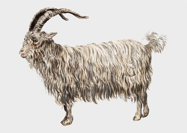 Free vector vintage goat illustration in vector