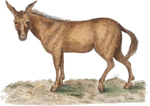 Бесплатное векторное изображение Винтажная иллюстрация лошади