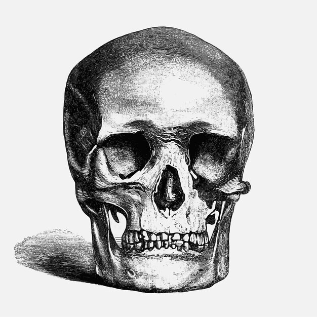 Винтажная человеческая иллюстрация черепа