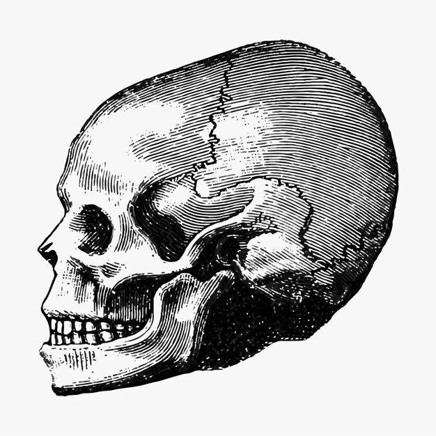 빈티지 인간의 두개골 그림