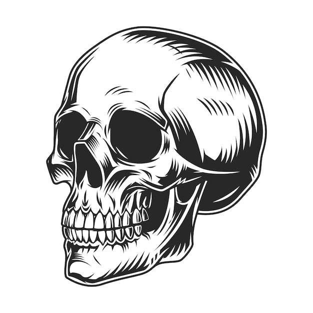 Vintage human skull monochrome concept