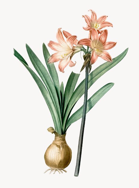 Vintage Illustration of Amaryllis Belladonna