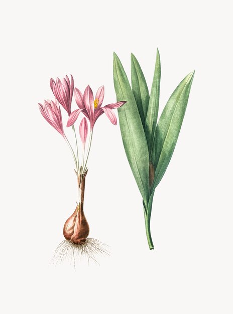 Vintage Illustration of Autumn crocus