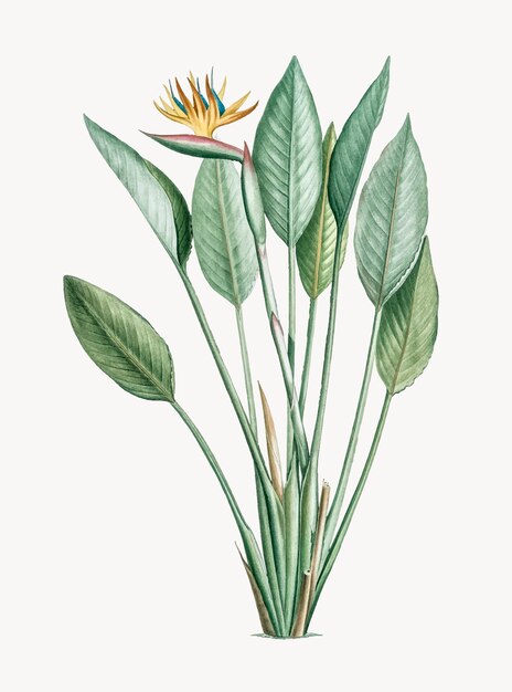 Vintage Illustration of Bird of paradise