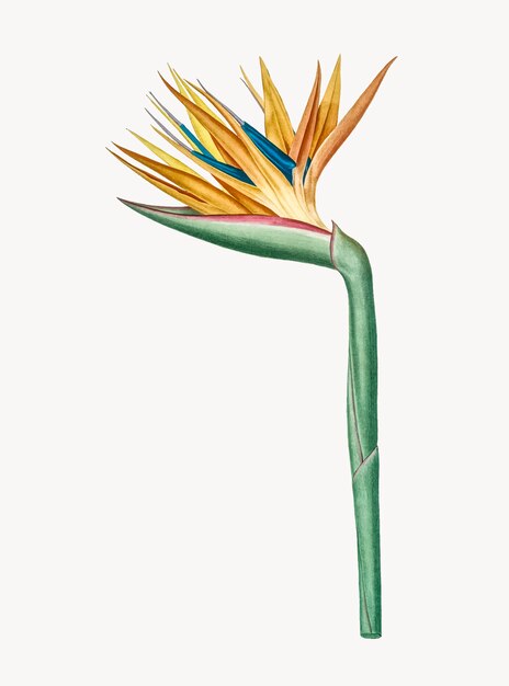 Vintage Illustration of Bird of paradise