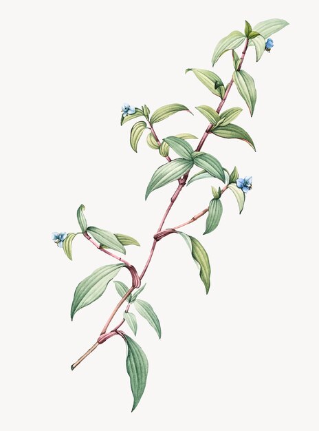 Vintage Illustration of Birdbill dayflower