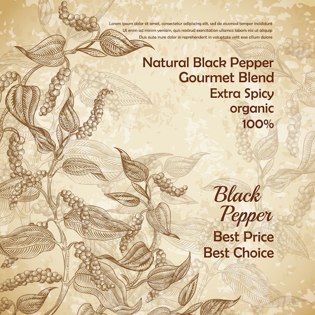 Vintage illustration of black pepper plant with leaves and peppercorns