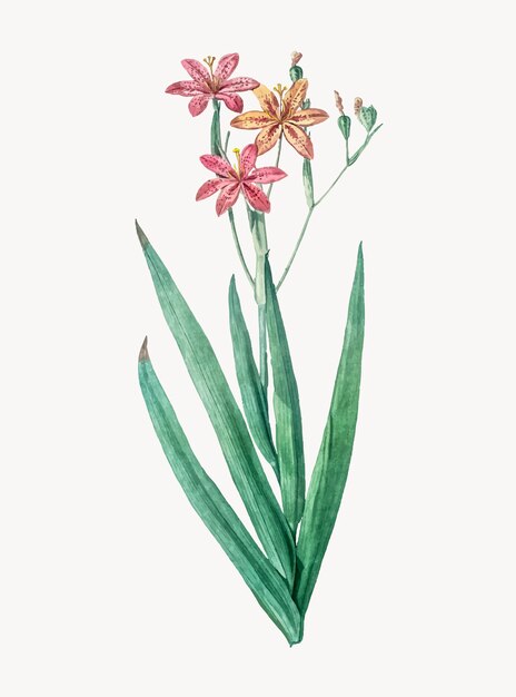 Vintage Illustration of Blackberry Lily