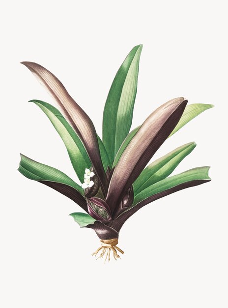 Vintage Illustration of Boat lily