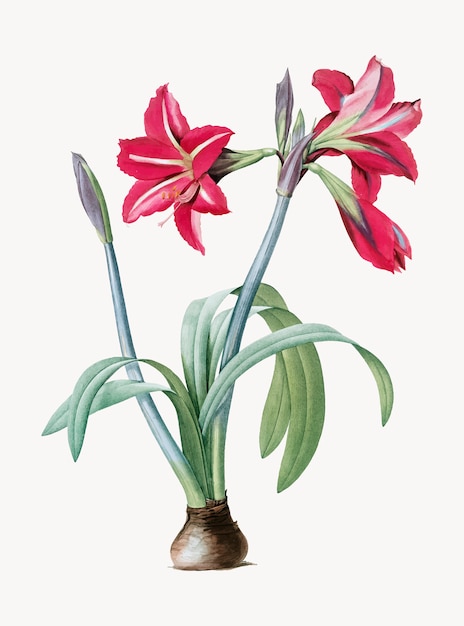 Vettore gratuito illustrazione dell'annata di amaryllis brasiliano