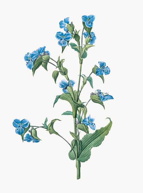 Vettore gratuito illustrazione d'epoca di commelina tuberosa