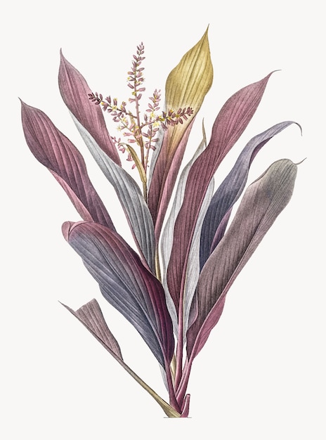 Cordyline fruticosa의 빈티지 일러스트