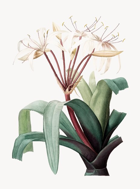 Crinum erubescens의 빈티지 일러스트