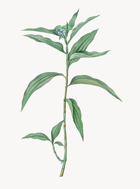 Vintage Illustration of Dayflower