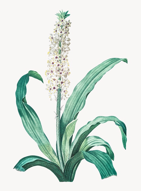 Eucomis punctataのヴィンテージイラスト