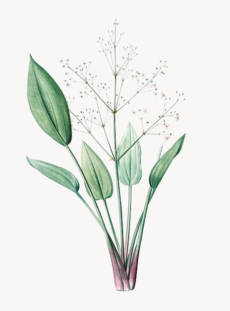 Vintage Illustration of European water-plantain