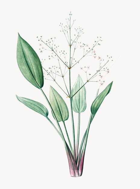 Vintage Illustration of European water-plantain