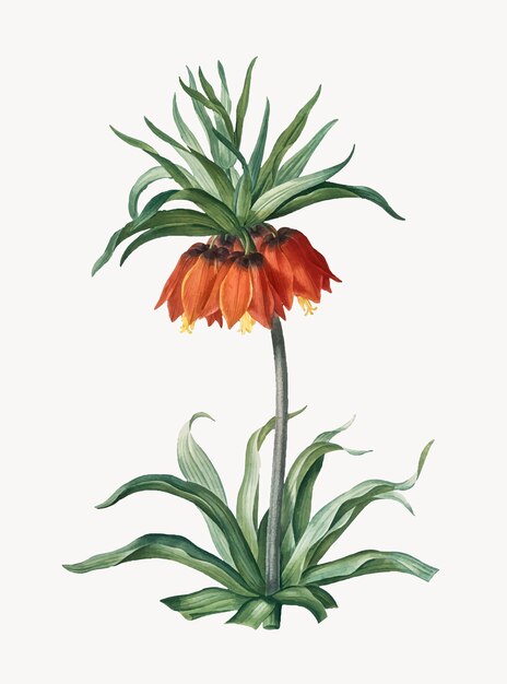 Vintage Illustration of Fritillaries