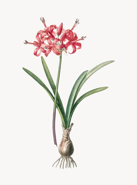 Vintage Illustration of Guernsey lily