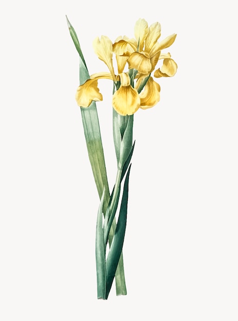 Vintage Illustration of Iris Monnieri