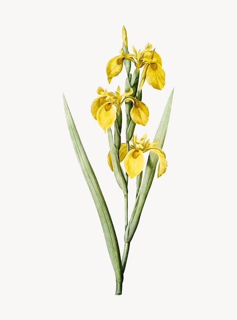 Free vector vintage illustration of irises