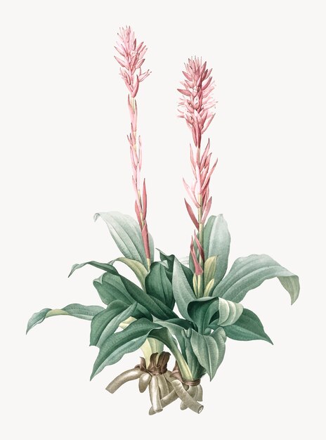 Vintage Illustration of Latin American lady orchid