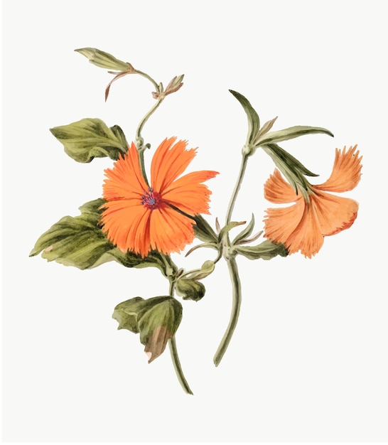 無料ベクター オレンジ色の花のヴィンテージイラスト