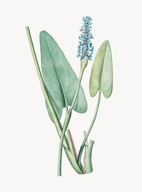 Illustrazione d'epoca di pickerelweed