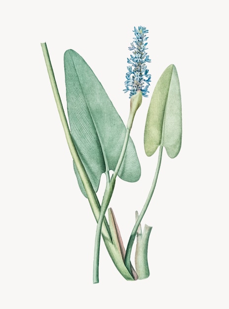 Vintage Illustration of Pickerelweed