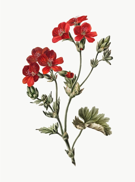 Урожай иллюстрации Красный цветок