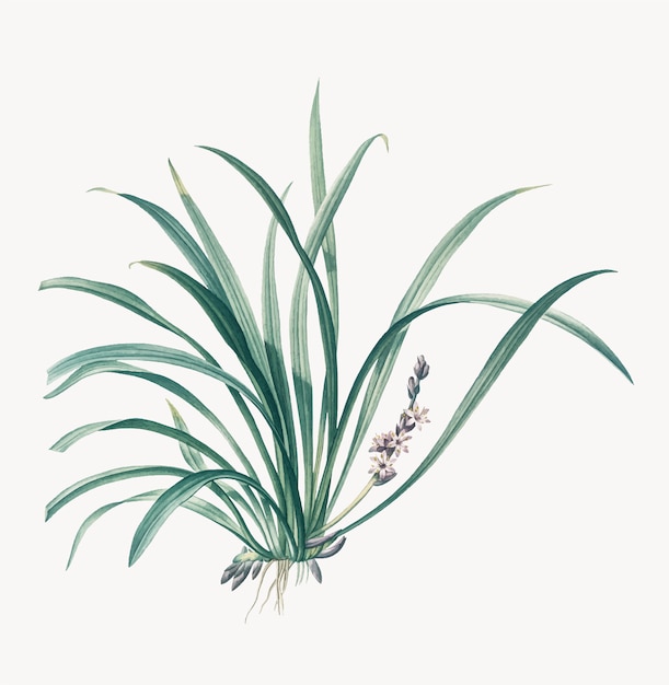 Illustrazione d'epoca di sansevieria carnea