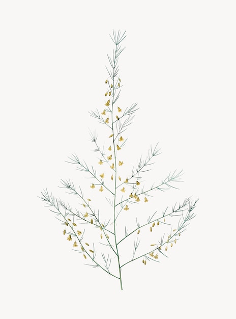 Vintage Illustration of Sea asparagus