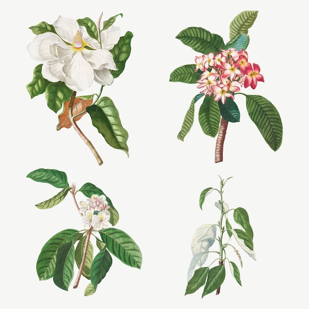 Vettore gratuito set di illustrazioni vintage di magnolia, plumeria, fiore di guava e pioppo balsamico