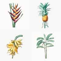 Free vector vintage illustration of set of tropical plant