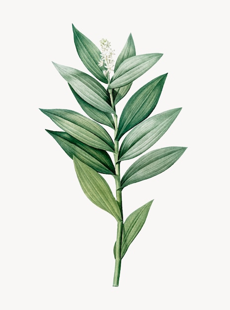 Vettore gratuito illustrazione dell'annata di smilacina stellata