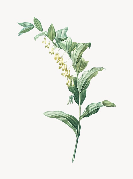 Vintage Illustration of Solomon's seal