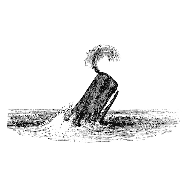 Vintage illustration of the sperm whale