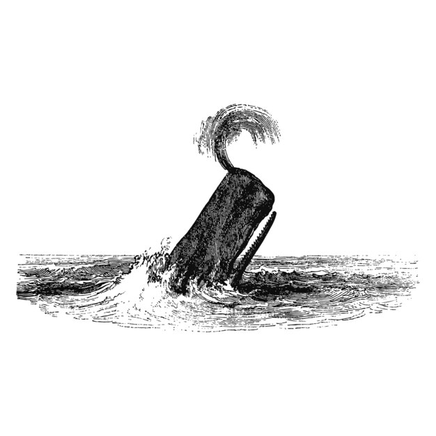 Vintage illustration of the sperm whale