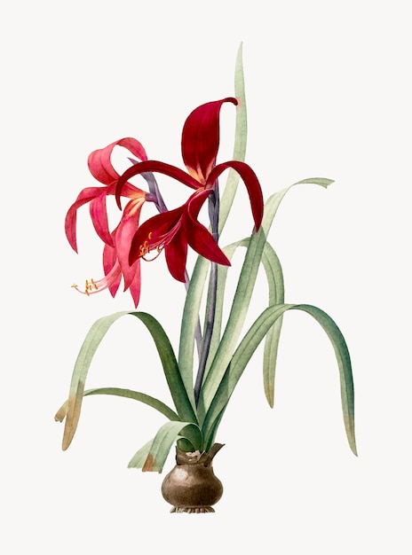 Free vector vintage illustration of sprekelia