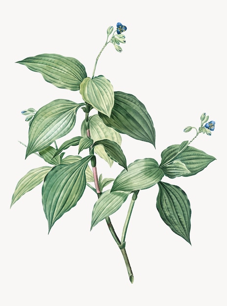 Tradescantia Erectaのヴィンテージイラスト