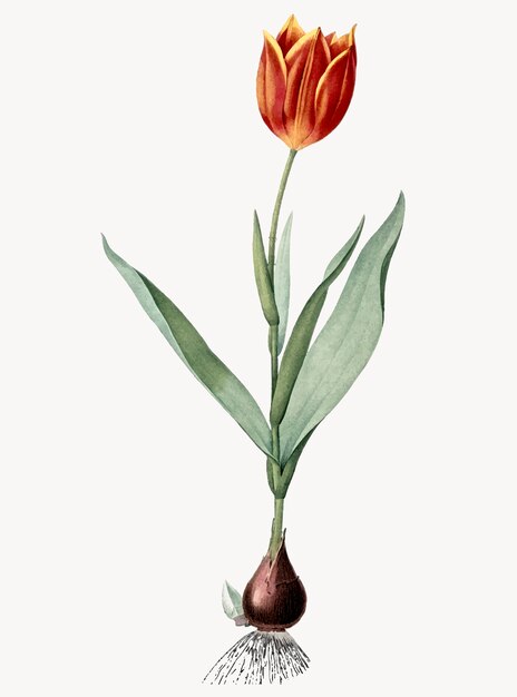 Винтажная иллюстрация тюльпана