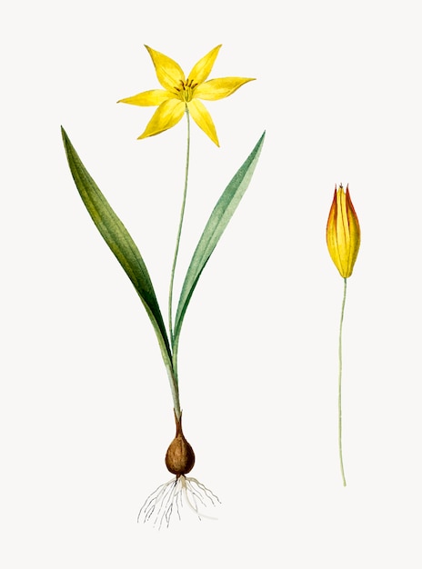 Tulipa celsianaのヴィンテージイラスト