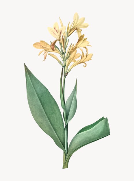 Vintage Illustration of Water canna