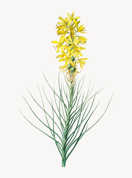 Free vector vintage illustration of yellow asphodel