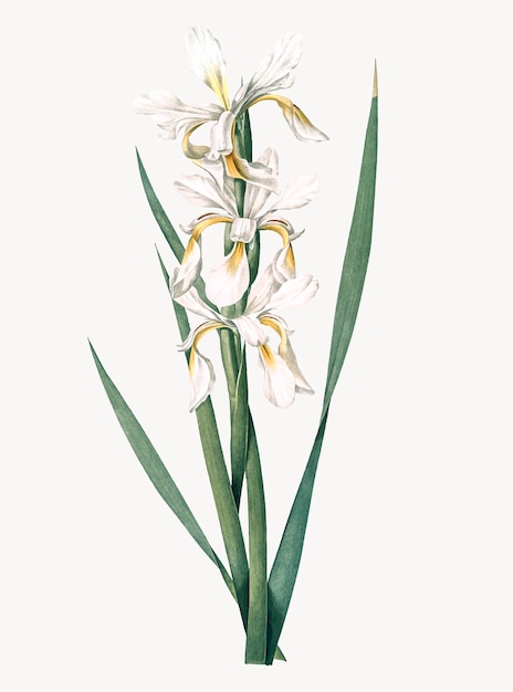 Vintage illustration of yellow banded iris